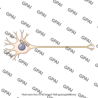 Ganglion cell