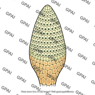 Root apical meristem