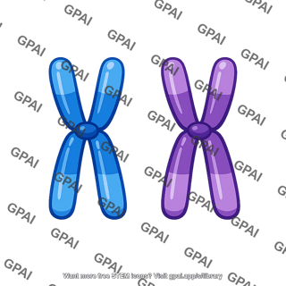 Homologous chromosome pair duplicated