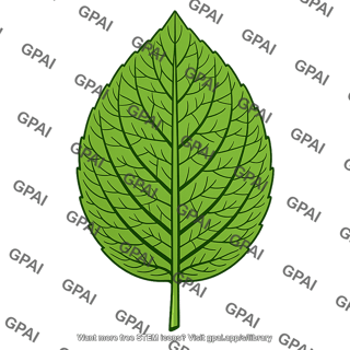 Megaphyll leaf