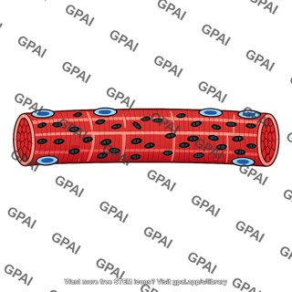 Human skeletal muscle fiber red