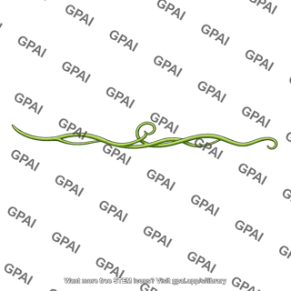 Vine stem