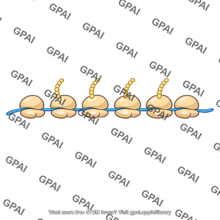 Polyribosome