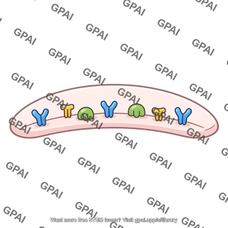 Postsynaptic cell
