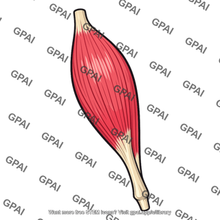 Fusiform muscle