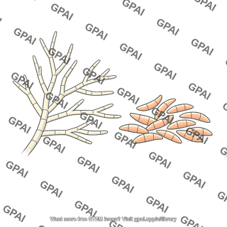 Fungus fusarium