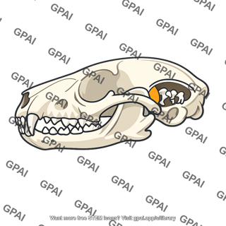 Mammal skull profile