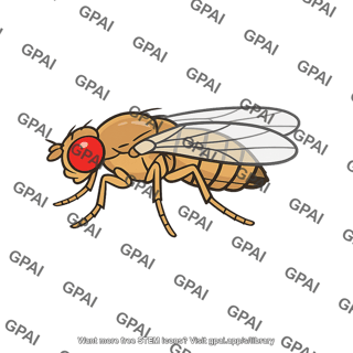 Experimental organism fruit fly