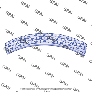 Embryonic tissue layer
