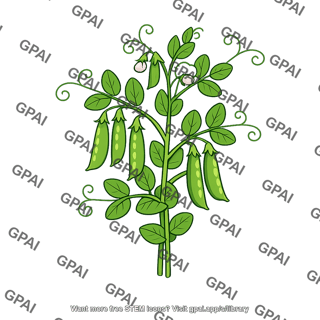 Pea plant