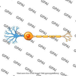 Neuron afferent