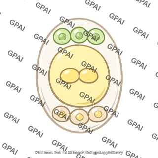 Female gametophyte seven celled