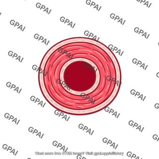 Arteriole cross section