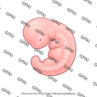 Vertebrate embryo