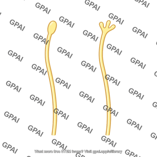 Temperature receptor