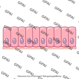 Epithelial lining
