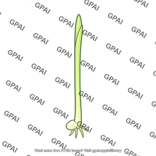 Seedling monocot