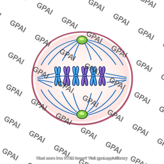 Cell metaphase meiosis ii