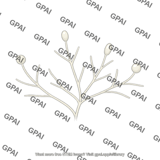 Zoopagomycete