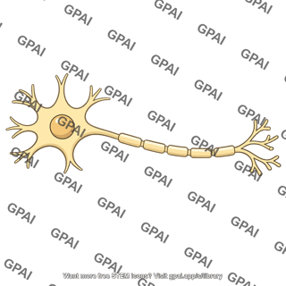 Efferent neuron