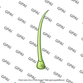 Venus flytrap sensory hair