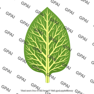 Leaf vein