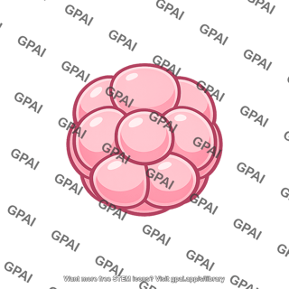 Human embryo morula