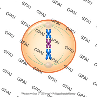 Cell metaphase ii
