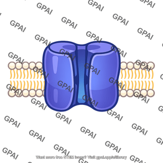 Membrane transport protein