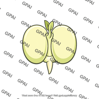 Common garden bean embryo