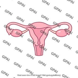 Female reproductive system