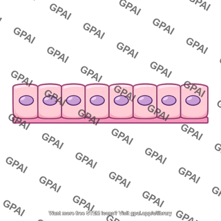 Simple epithelial tissue