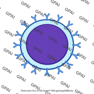 B cell