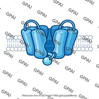 Voltage gated sodium channel inactivated