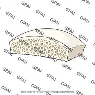 Cranial bone section