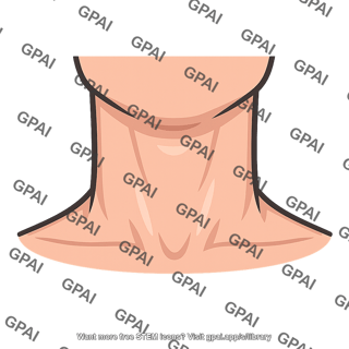 Human neck frontal