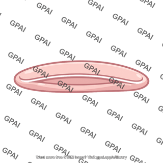 Golgi cisterna