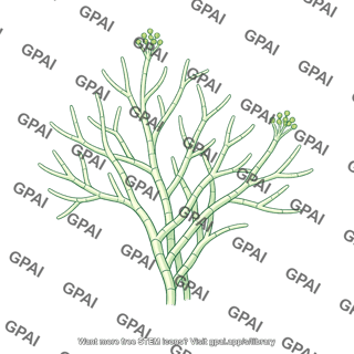 Fungal hyphae