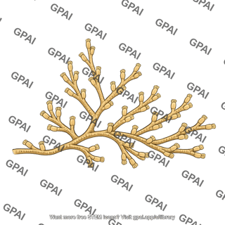 Bryozoan plumatella repens