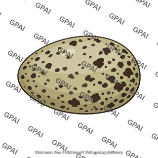 Herring gull egg