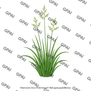 Flowering grass