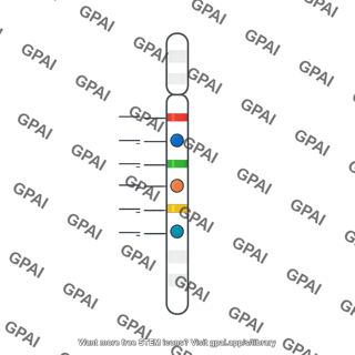 Genetic map vertical