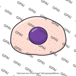 Animal body cell