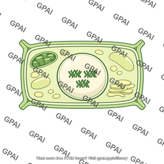 Triploid cell