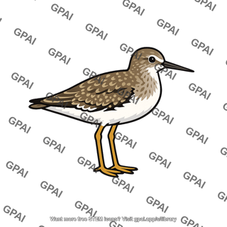 Shorebird