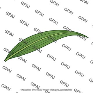 Maize leaf