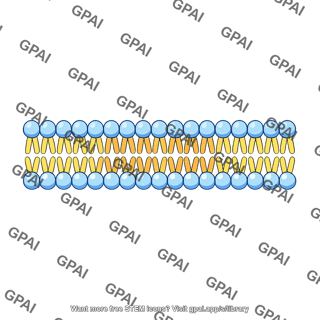 Lipid membrane