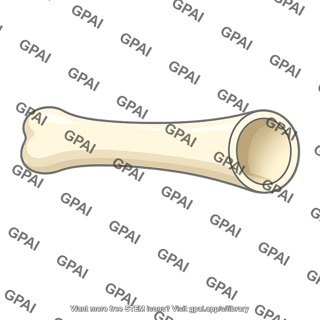 Air filled bone