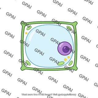 Stem parenchyma cell