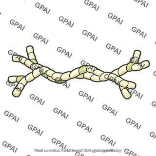 Extracellular matrix molecule